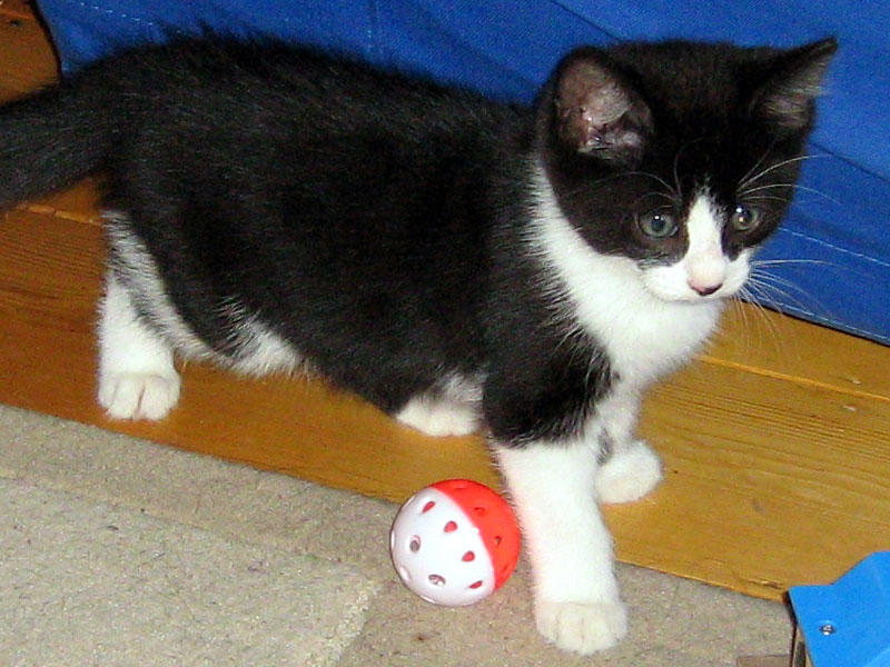 furball1.jpg