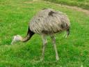 Rhea at St Leonard’s Farm