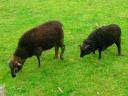 Black sheep