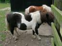 Shetland ponies
