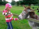 Apollo the donkey