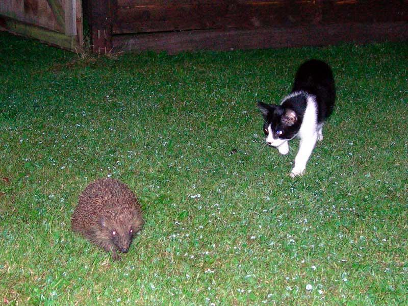 Kitten and Hedgehog