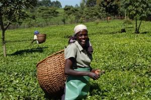 LRCoopTeaplantation (Large)