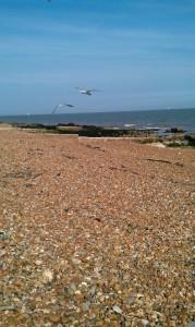 seagulls above shingle