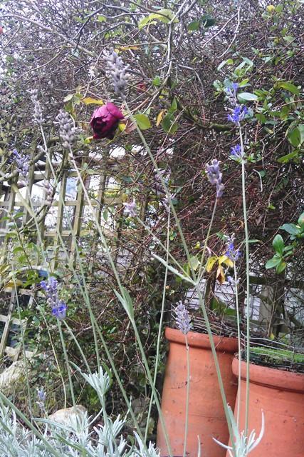 december colour december colour in the garden