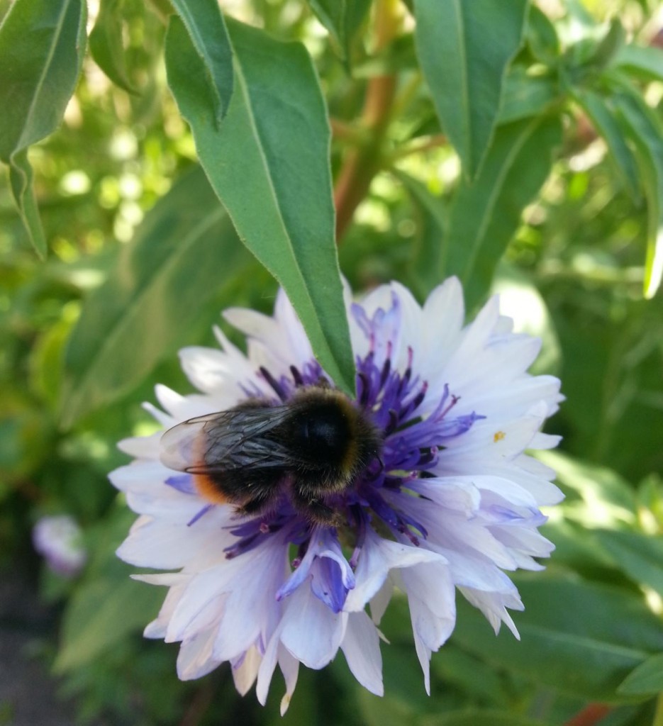 bee on cornflower