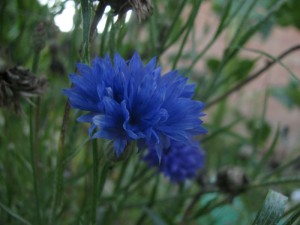 cornflower on manual