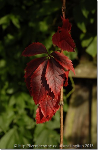 Red-ivy