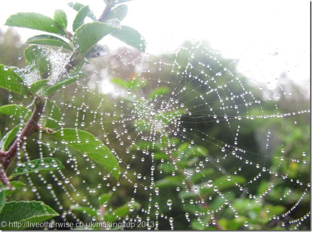 cobweb