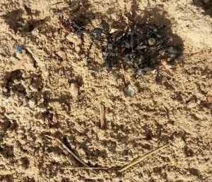 beach art