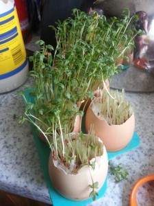 cress cut