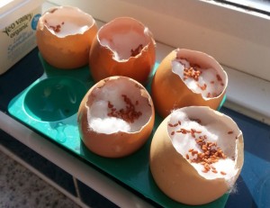 eggs and seeds