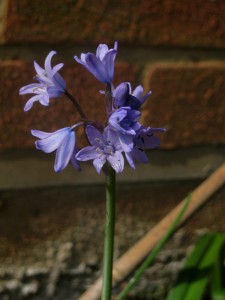 bluebells