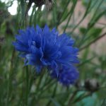 cornflower on manual