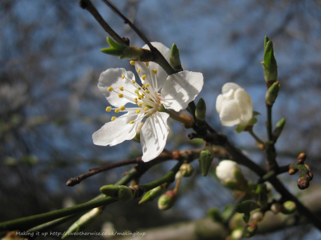 blossom signs of spring