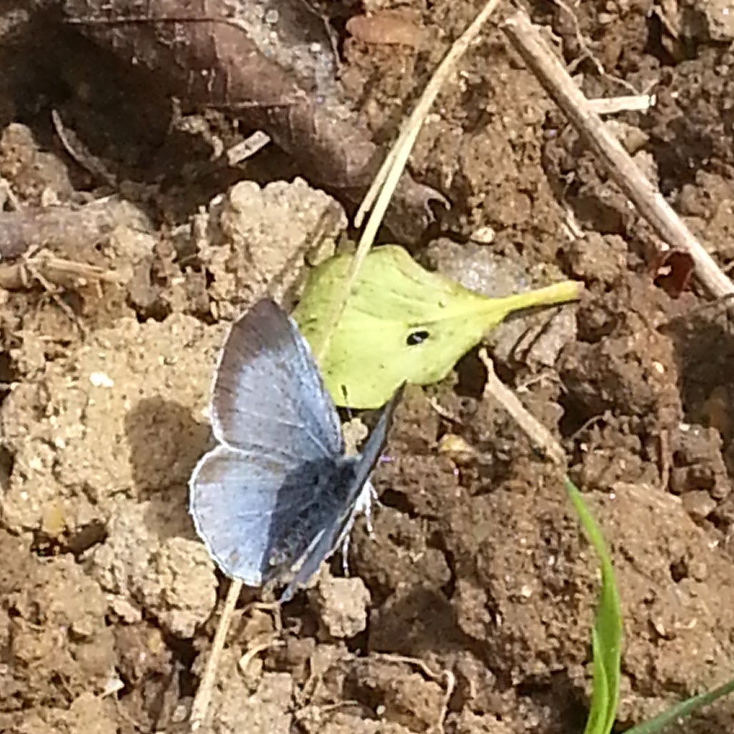 IMG_20150517_141526.jpg image