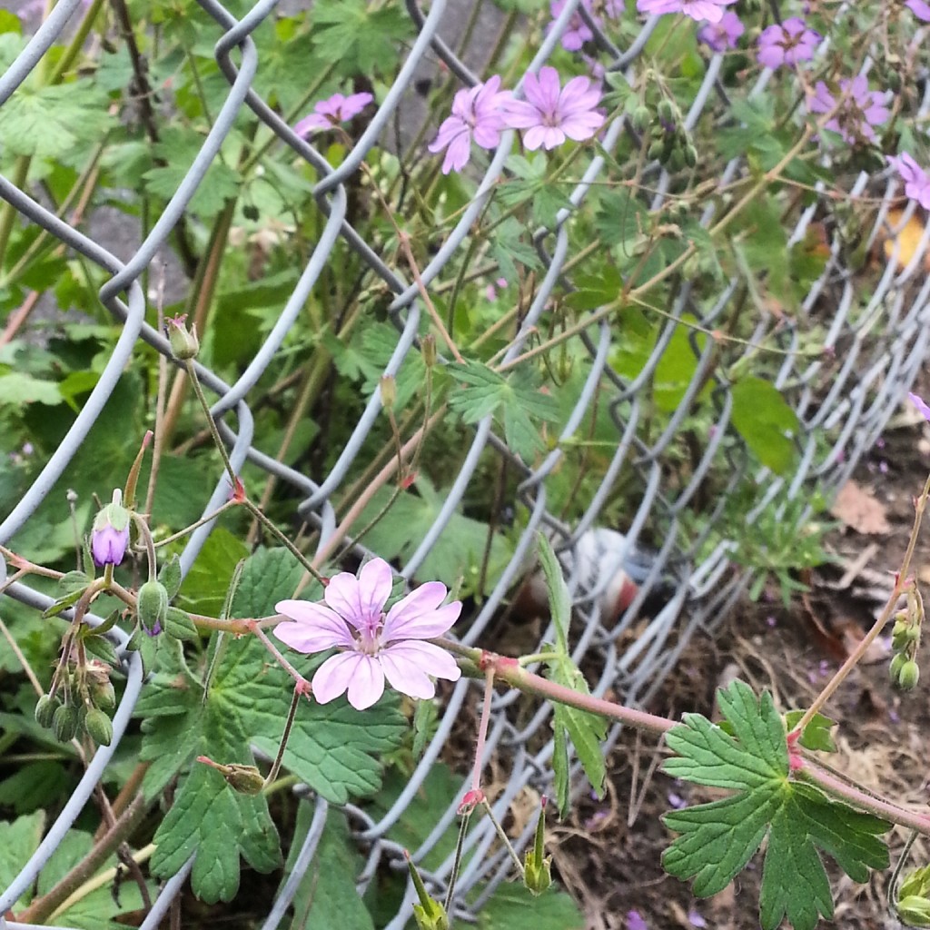captive wild flowers