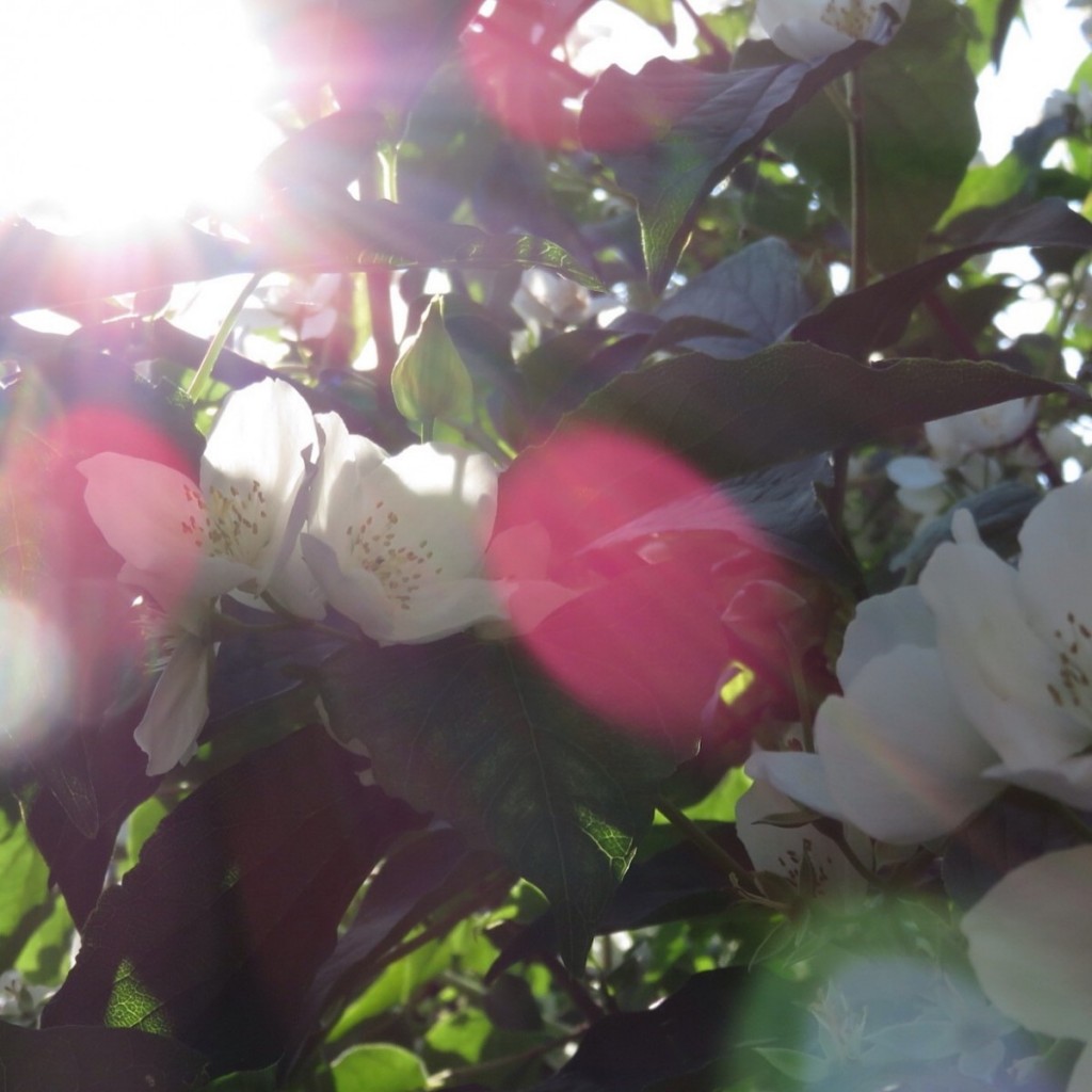 Blossom and light