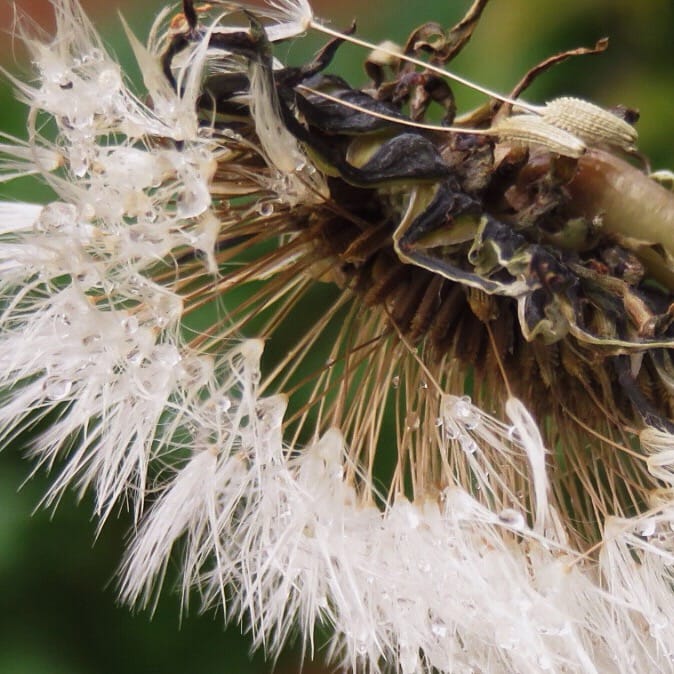 Sunday morning in the garden