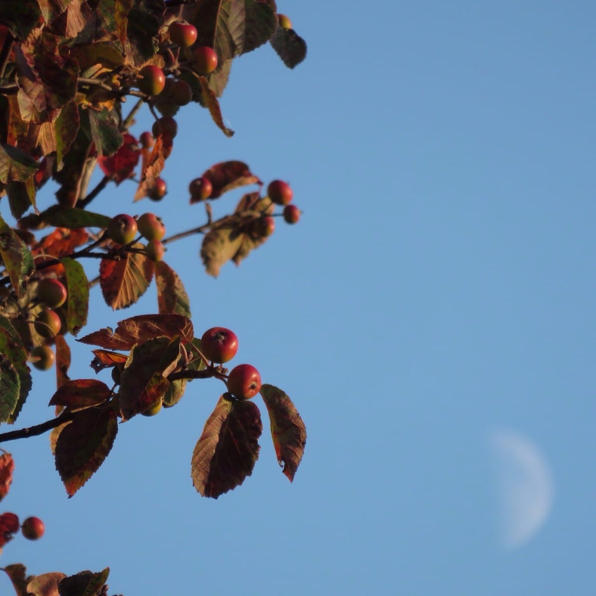 You can have berries. Or you can have moon. Not both