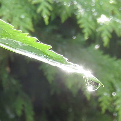 On autism, girls and school – commentary on a research article.