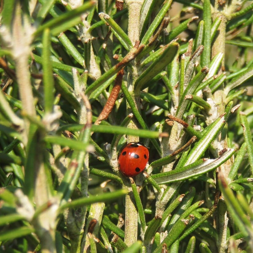 Planning an edible garden – and learning some stuff about learning