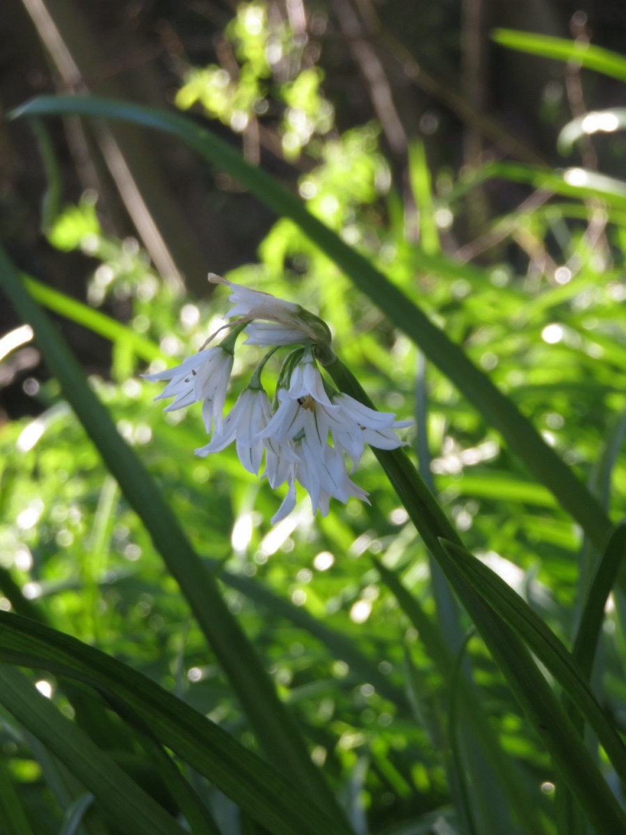 woodland flowers