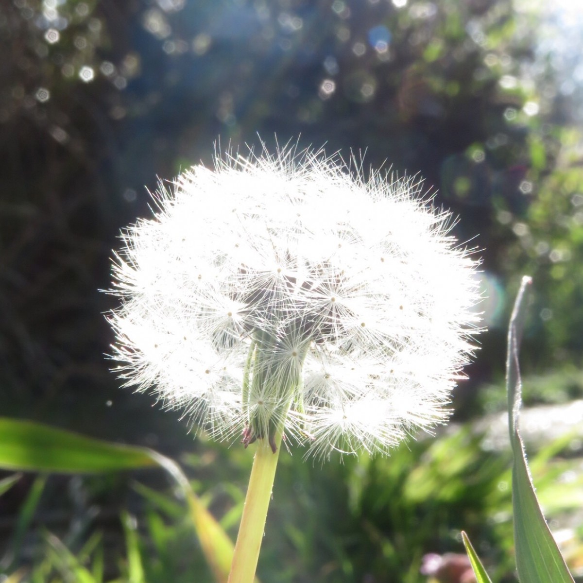 Dandelion in morning light