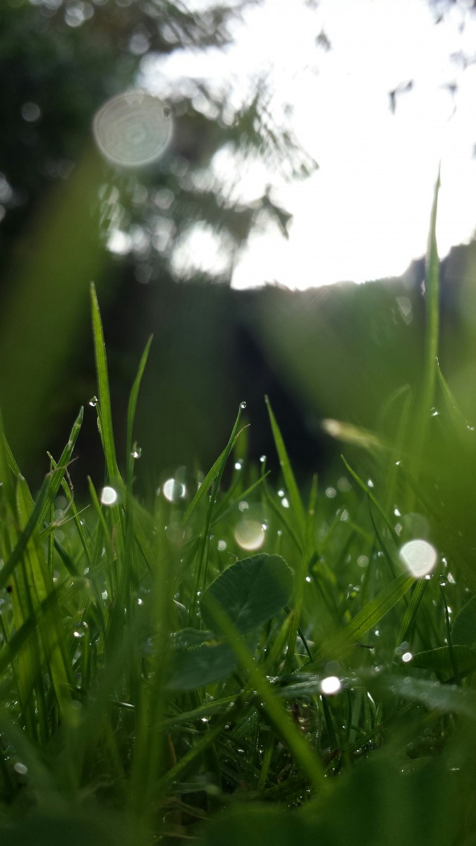 Dew drops in grass