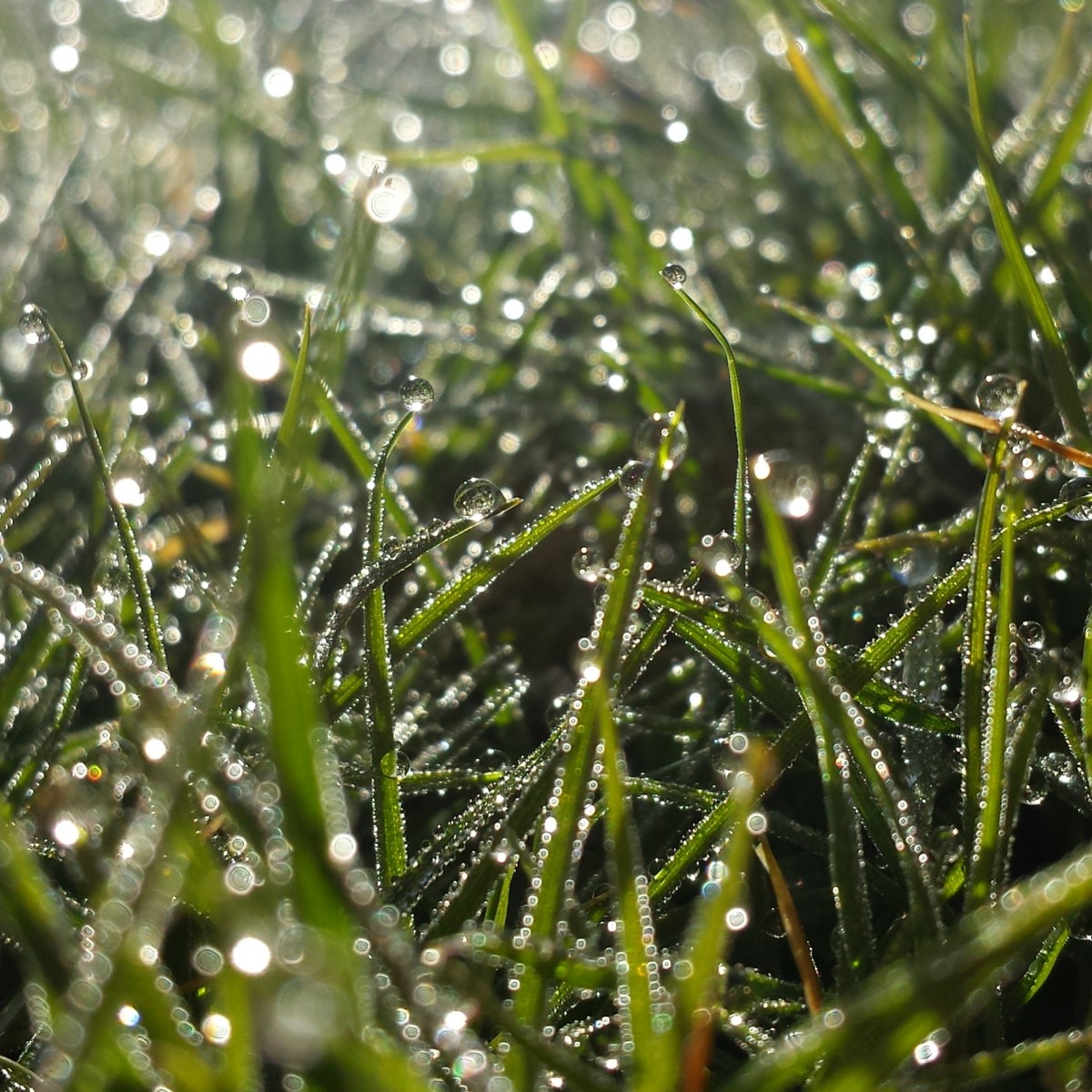 dew drops