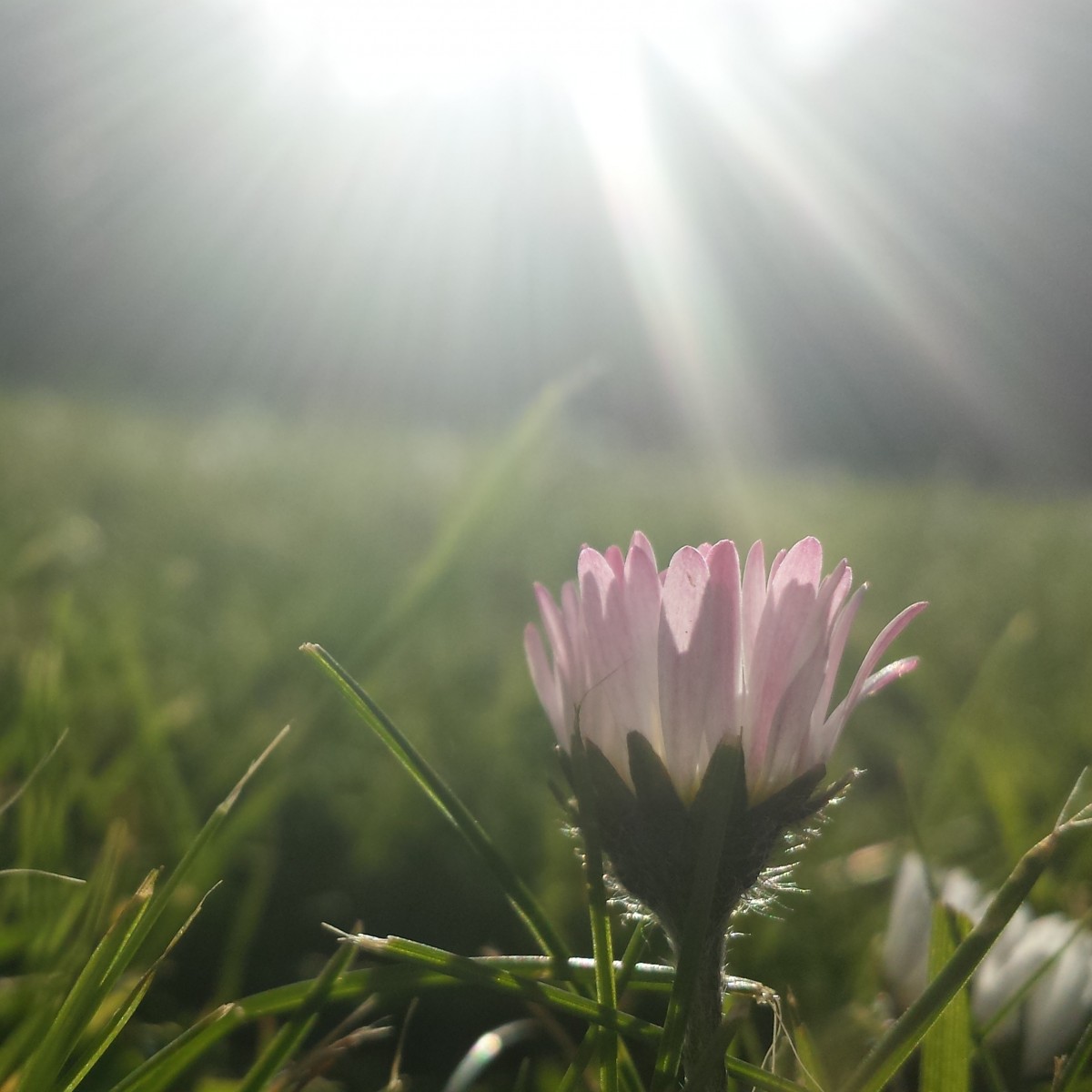 daisy with sunlight